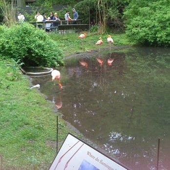 Bronx Zoo - flamingos at the bx zoo - Zoos Near Me - Bronx, New York