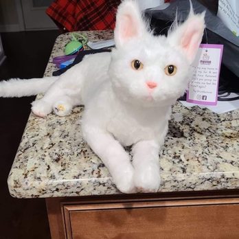 Cuddle Clones - Pet Stores Near Me - Akron, Ohio