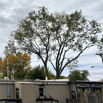 Henry’s Tree Experience - Tree after the work was completed - Landscape Architects or Designers Near Me