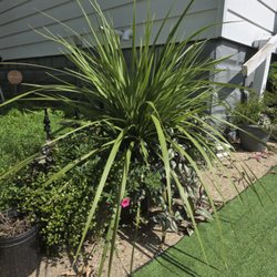 Spike and wandering jew