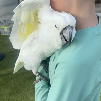 The Bird Guy - Event Planning & Services Near Me The Bird Guy - Event Planning & Services Near Me