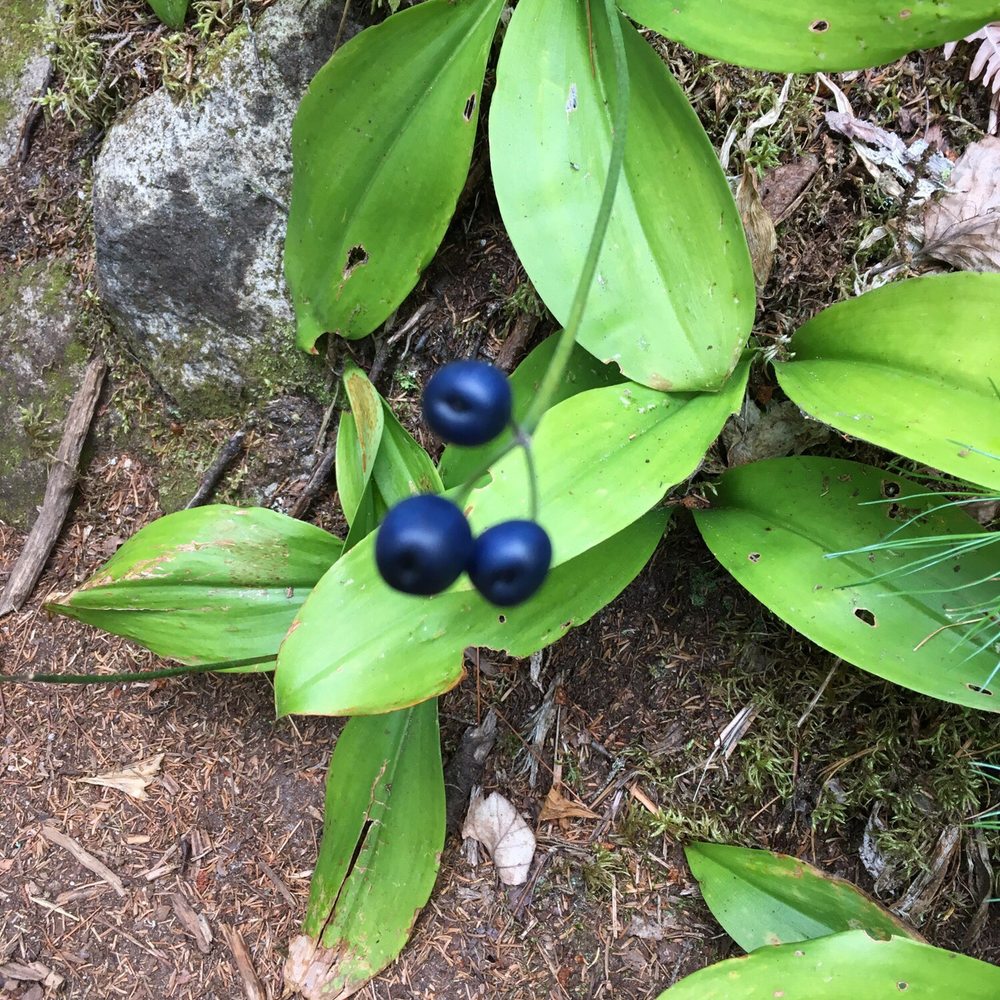 Bluff Wilderness Hiking Trail - Berries we found on the way - Hiking Near Me - Timberlea, Nova Scotia