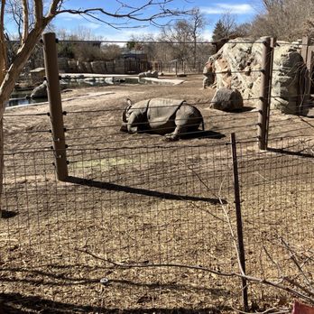 Denver Zoo - Rhino - Zoos Near Me - Denver, Colorado