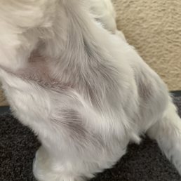 iBe aware that if this company sends you a random groomer you're taking a chance that they are not skilled groomers. iBe aware that if this company sends you a random groomer you're taking a chance that they are not skilled groomers.