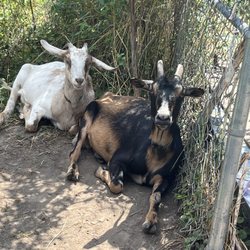 Employed goats!
