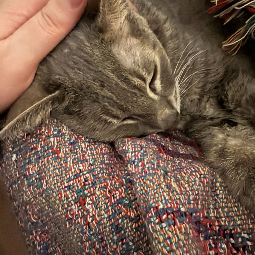 TOP 10 BEST Low Cost Spay Neuter in Fairfield, CA - Updated 2026 - Yelp