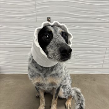 The Doggy Detail - drying room with happy hoodie - Pet Groomers Near Me - Lake Forest, California