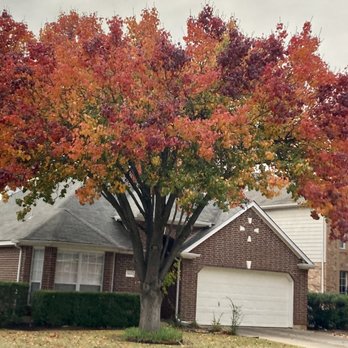 Backyard Arboriculture - Health Assessment - Tree Services Near Me