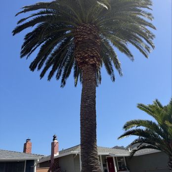 Brush Hog Tree Care - Palm tree trimmed - Tree Services Near Me - Half Moon Bay, California Brush Hog Tree Care - Palm tree trimmed - Tree Services Near Me - Half Moon Bay, California