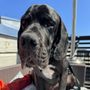 Photo of KW Happy Dogs Personalized Training
