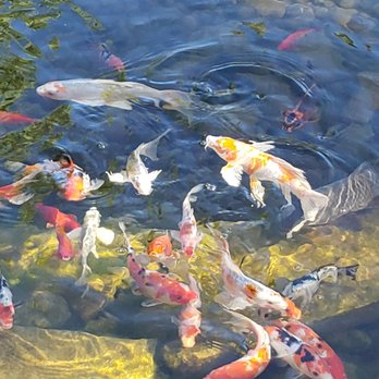 Grey Squirrel Resort & Vacation Rental Homes - Koi fish in the pond - Big Bear Lake, CA