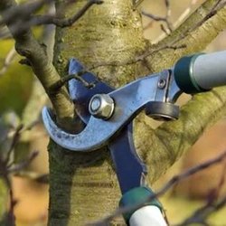 EI Gabilan Tree Service - untitled