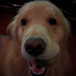 Biscuit: very good boy. 10/10. Would pet again.