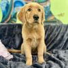 Dunedin Happy Tails gift card