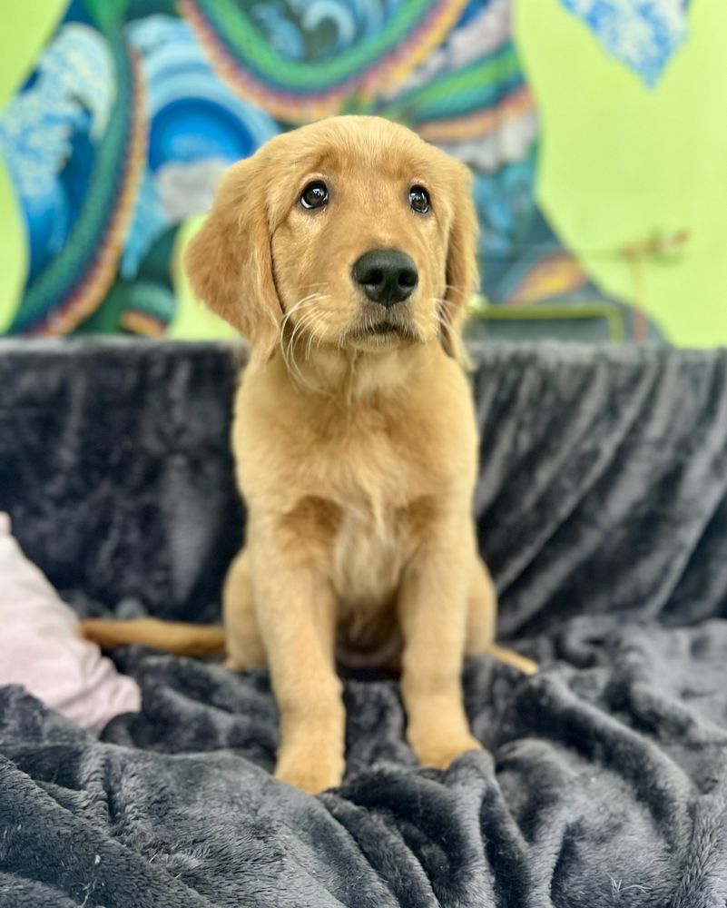 DUNEDIN HAPPY TAILS Updated October 2024 313 Photos & 58 Reviews