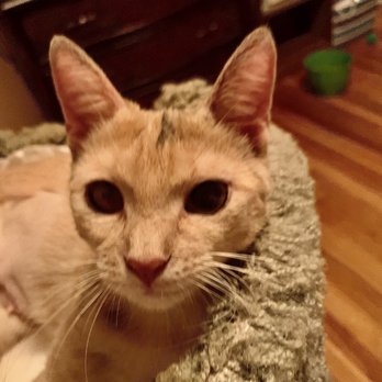 Second Chance Shelter for Cats - Animal Shelters Near Me Second Chance Shelter for Cats - Animal Shelters Near Me