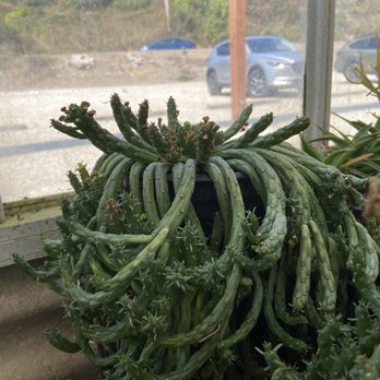 Highway 92 Succulents - Euphorbia 'Medusa's Head' - Nurseries & Gardening Near Me - Half Moon Bay, California Highway 92 Succulents - Euphorbia 'Medusa's Head' - Nurseries & Gardening Near Me - Half Moon Bay, California