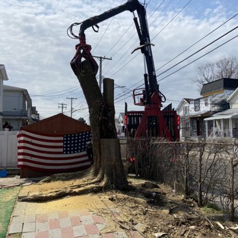 Metropolitan Tree Experts Corp - Tree Services Near Me - Jamaica, New York