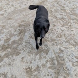 Dog Star Pet Services - A sweet girl at the dog park.