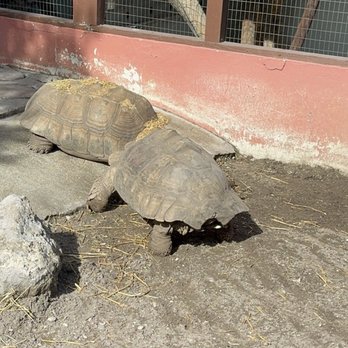 Sarasota Jungle Gardens - Goliath turtles - Zoos Near Me - Sarasota, Florida Sarasota Jungle Gardens - Goliath turtles - Zoos Near Me - Sarasota, Florida