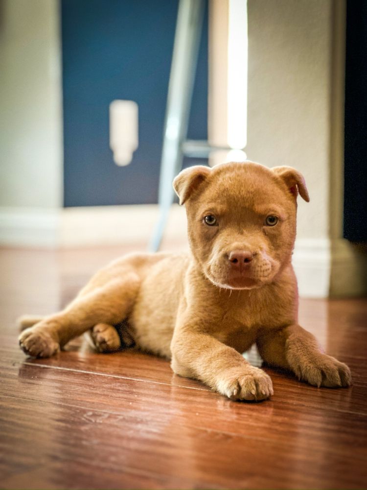 LAKE ELSINORE ANIMAL HOSPITAL Updated October 2024 119 Photos & 273