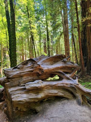 Armstrong Redwoods State Natural Reserve by null