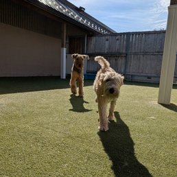 Getting acquainted to the outdoor playground without all the other dogs Getting acquainted to the outdoor playground without all the other dogs