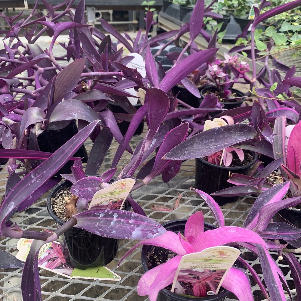 DeMonye's Greenhouse - Nurseries & Gardening Near Me - Columbus, Ohio DeMonye's Greenhouse - Nurseries & Gardening Near Me - Columbus, Ohio