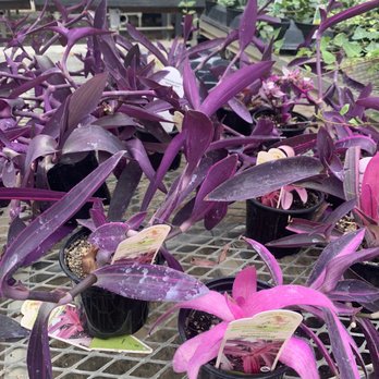 DeMonye's Greenhouse - Nurseries & Gardening Near Me - Columbus, Ohio