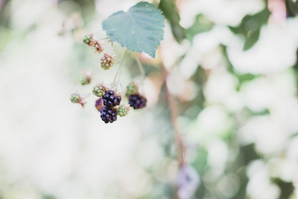 Stone Soup Farm & Heritage Orchard by null