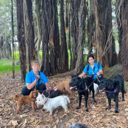 Dogs @ Play