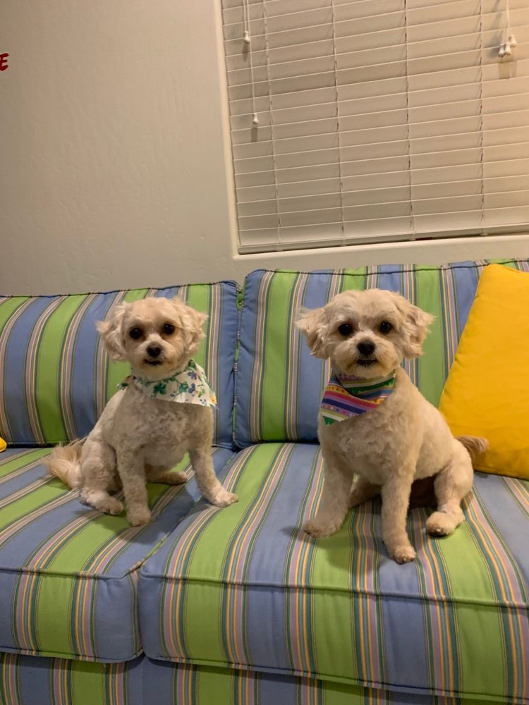 STARS FANCY PAWS 215 Photos & 81 Reviews 1219 Columbus St