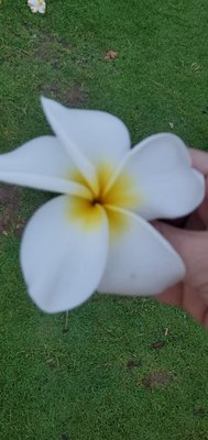 Mana Kai Maui by null