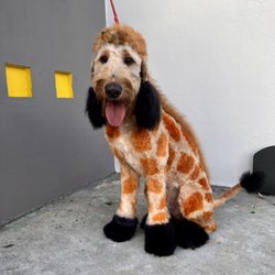 Mud Pet - Goldendoodle with Creative Grooming
