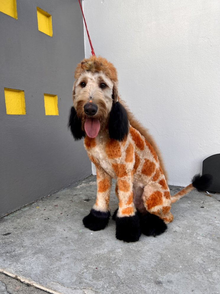Mud Pet Image