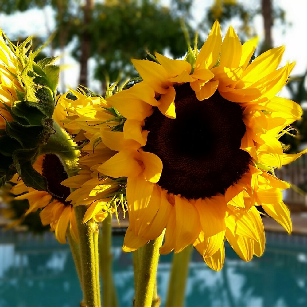 The Flower Studio By Shilo - Florists Near Me - North Miami, Florida The Flower Studio By Shilo - Florists Near Me - North Miami, Florida