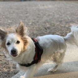 Sedgeley Park - Dog Park