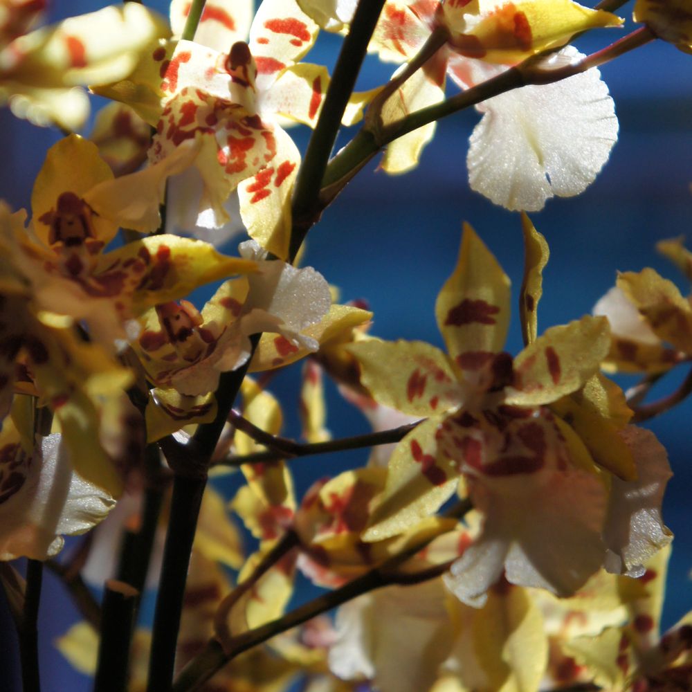 Inn on Columbia - Orchids in our room with skylight shining down on petals - Bed & Breakfast Near Me - Ithaca, New York