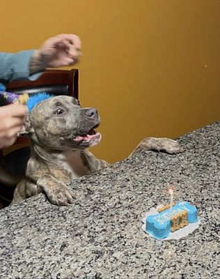 For Dog's Sake by null