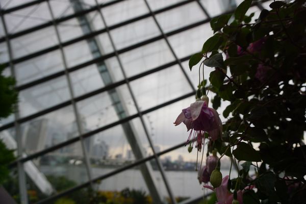 Gardens by the Bay by null