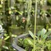 Andy's Orchids gift card