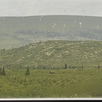 Denali National Park - Moose near savage river - Hiking Near Me - Mckinley Park, Alaska