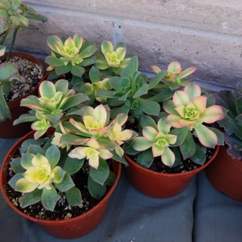 Eco Gro - Nurseries & Gardening Near Me - Tucson, Arizona Eco Gro - Nurseries & Gardening Near Me - Tucson, Arizona