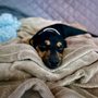 Photo of Tender Loving Care Animal Shelter