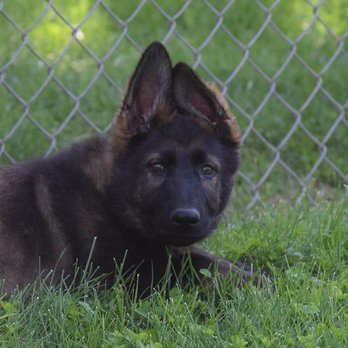 SentinelHarts German Shepherds - Baby Hokulani - Pets Near Me SentinelHarts German Shepherds - Baby Hokulani - Pets Near Me