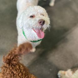 PetSuites Pearland - Group play