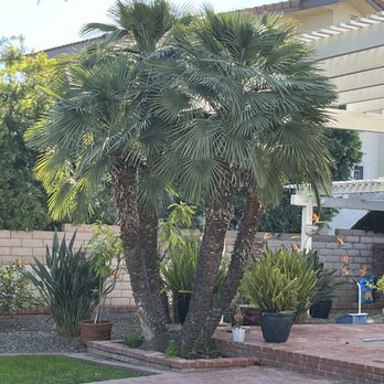 Perez tree service - Before - Tree Services Near Me Perez tree service - Before - Tree Services Near Me