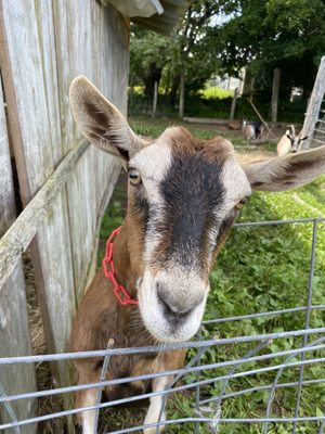 Yellow Birch Farm by null