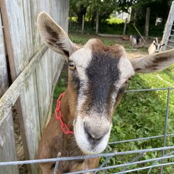 Yellow Birch Farm - Goat