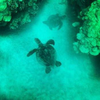 808 Rides - Watershot for iPhone 5 snorkeling trip in Hawaii - Bike Rentals Near Me - Lahaina, Hawaii